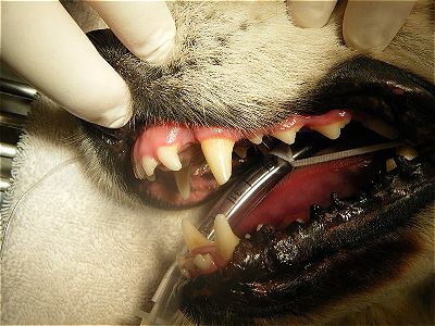 how do you treat an abscess on a dogs tooth