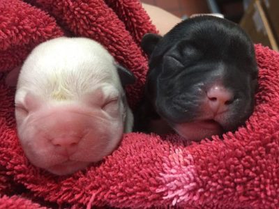 Whelping Bitch Birth Of Puppies When To Call A Vet Your Vet Online