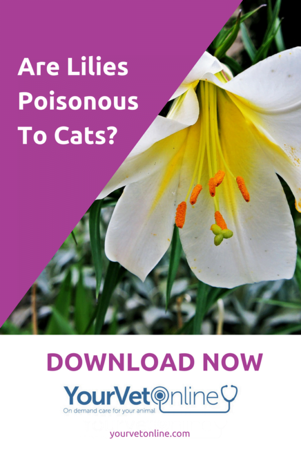 Are All Lilies Poisonous To Cats? Find Out What Lilies are Toxic Your Vet Online