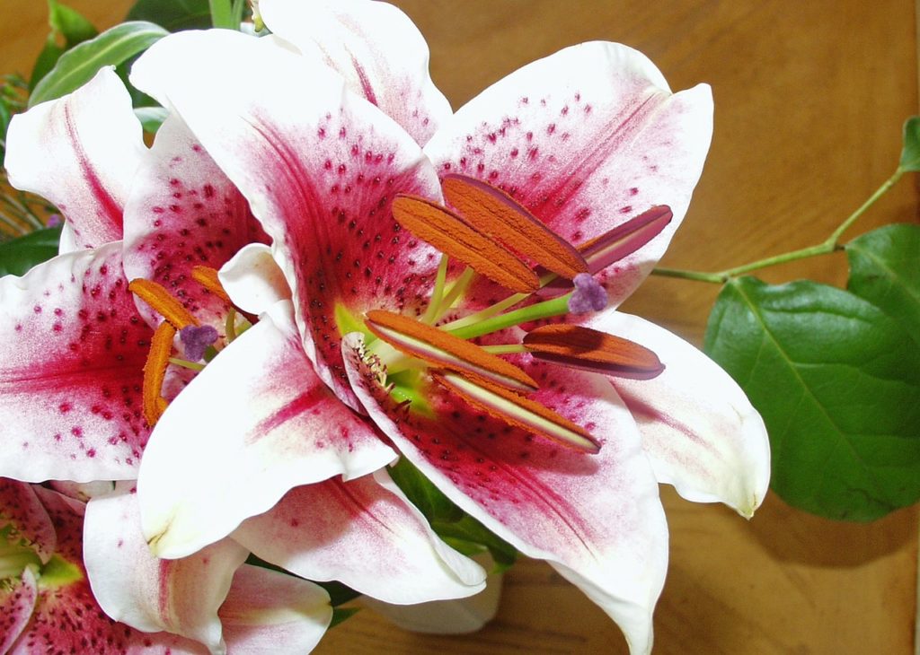 Are All Lilies Poisonous To Cats Find Out What Lilies Are Toxic Your 