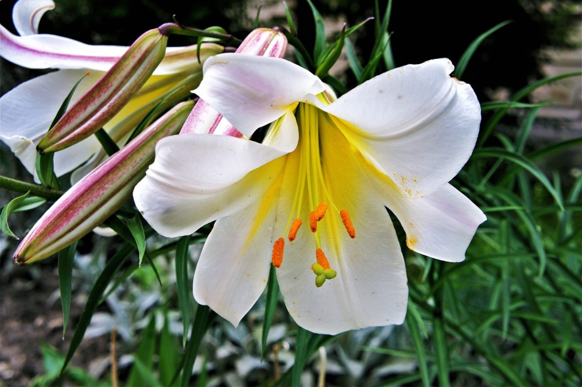 Are All Lilies Poisonous To Cats Find Out What Lilies Are Toxic Your 