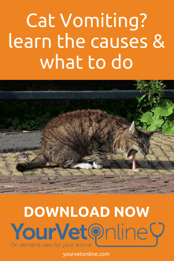 Is All Cat Vomiting Serious? When Should You Worry? Your Vet Online