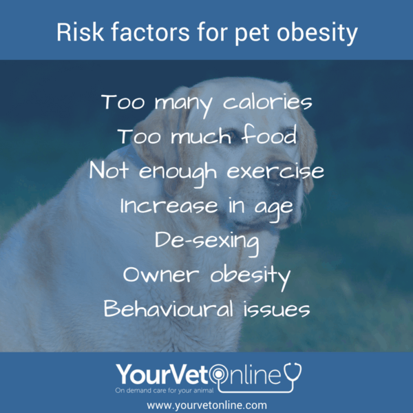 Why Pet Obesity Is A Problem For Your Dog & Cat | Your Vet Online