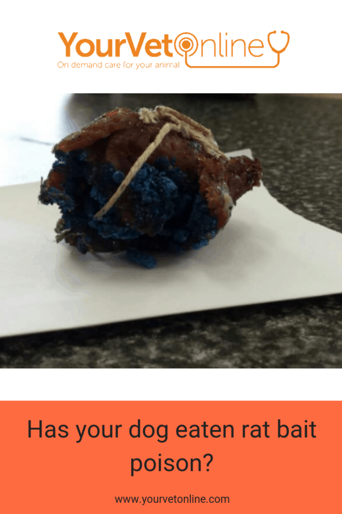 Dog Ate Rat Poison? Here's What To Do