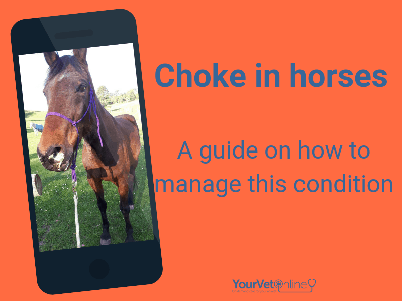 Choke in horses  Horse & Hound's veterinary library