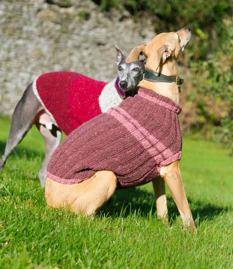 How To Choose The Best Dog Coat Your Vet Online