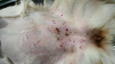 what are black spots on a dogs belly
