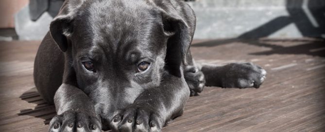 sick labrador puppy lying on deck