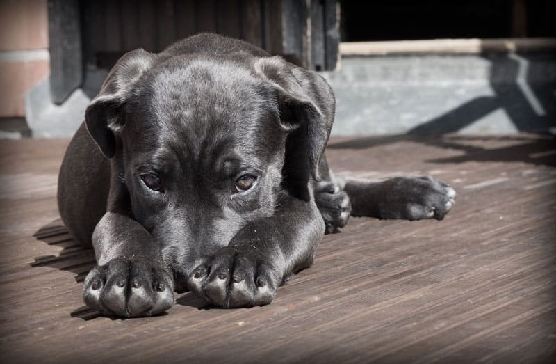 sick labrador puppy lying on deck