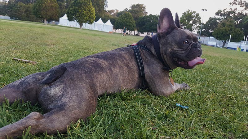 french bull dog lying on grass on stomach with back legs stretched out