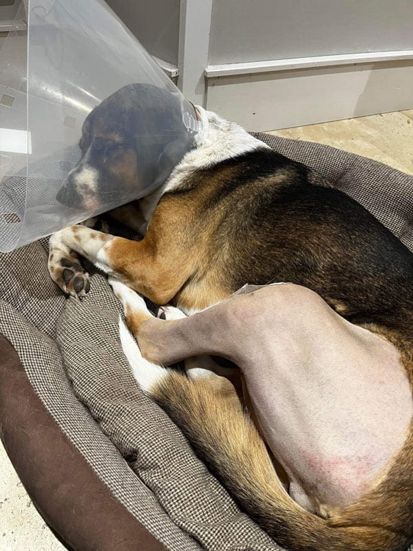 dog lying down wearing ecollar and with hindleg shaved