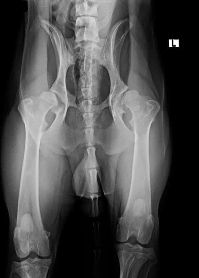 xray of dog with hip dysplasia