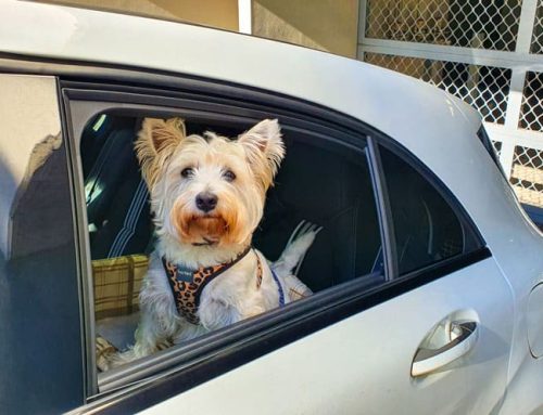 Travelling With Pets – Your Road Trip Guide