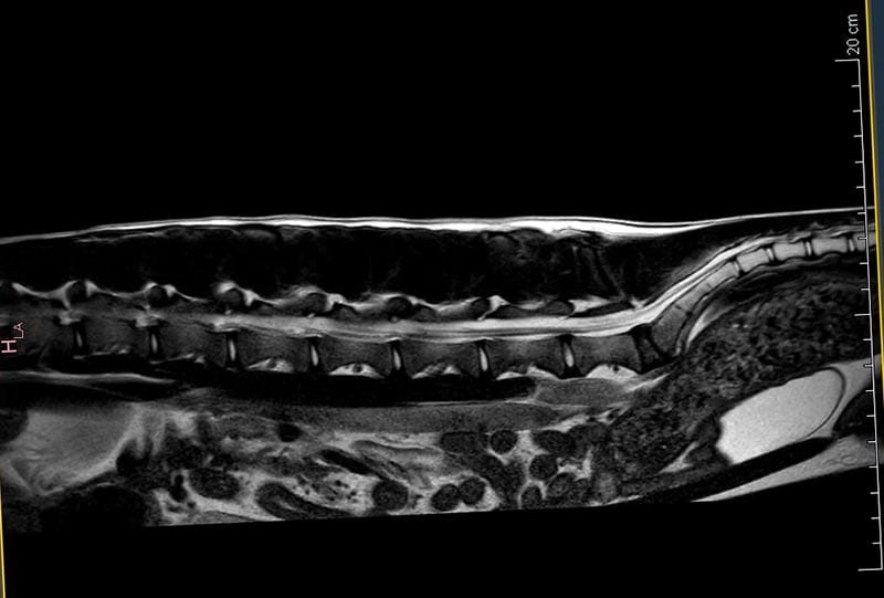 Mri dog spine