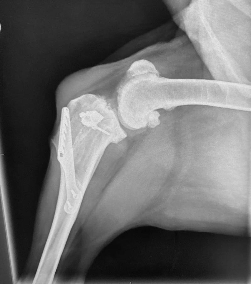 xray of dog stifle with significant arthritis