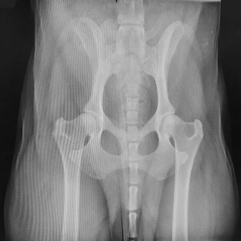 xray of dog with good hips