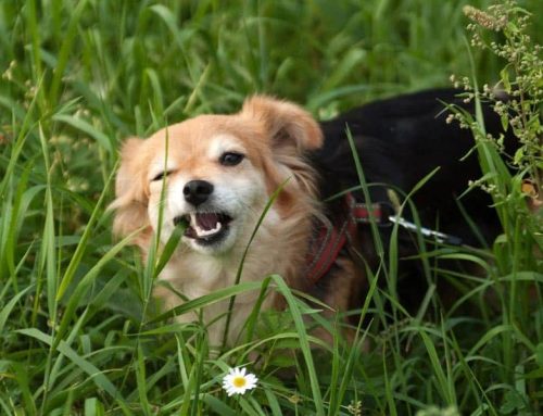 Why Do Dogs Eat Grass