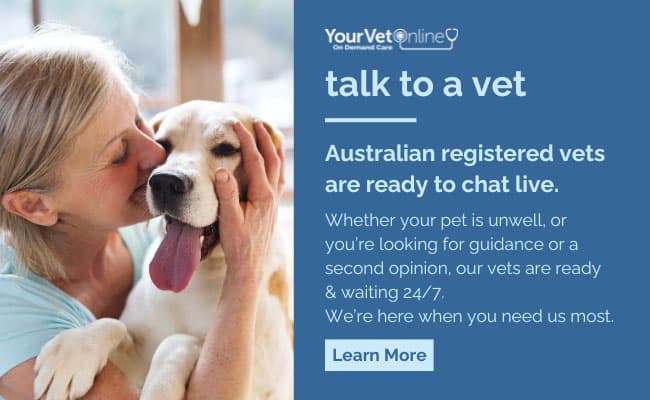 talk to a vet 