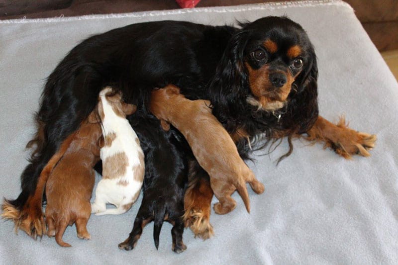 Cavalier King Charles Spaniel with her puppies