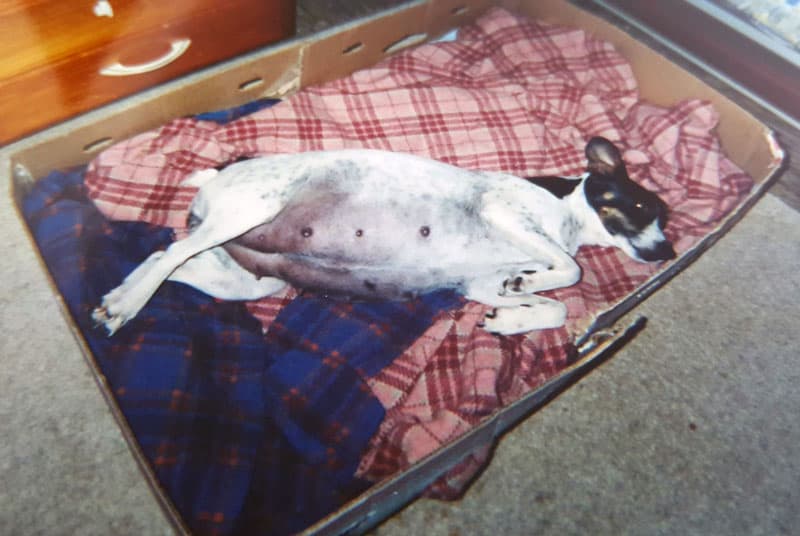 Very pregnant dog in last trimester lying down in bed.