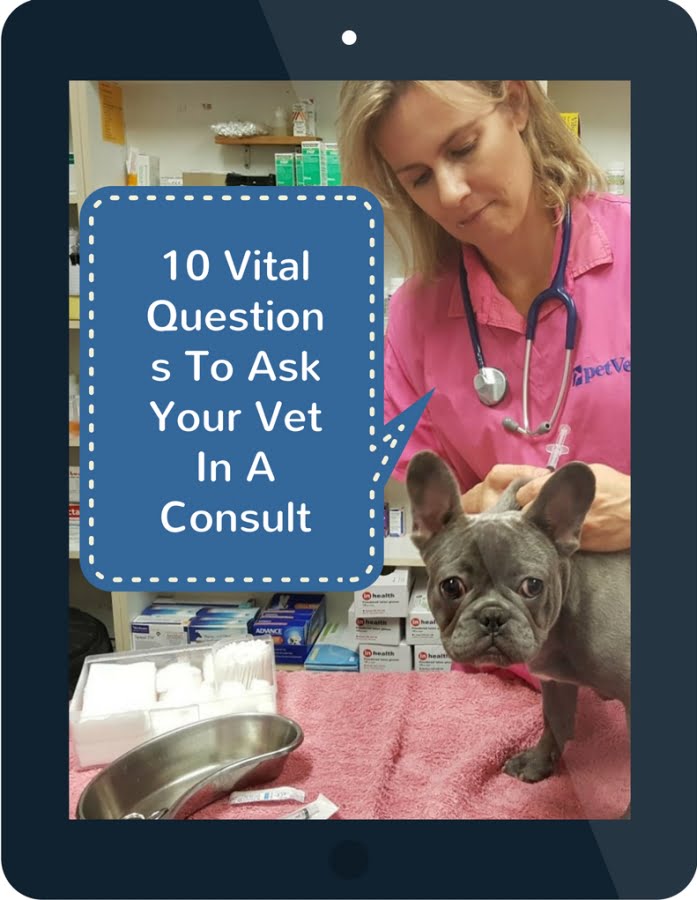 10vitalquestionstoaskyourvetinaconsult1 Your Vet Online