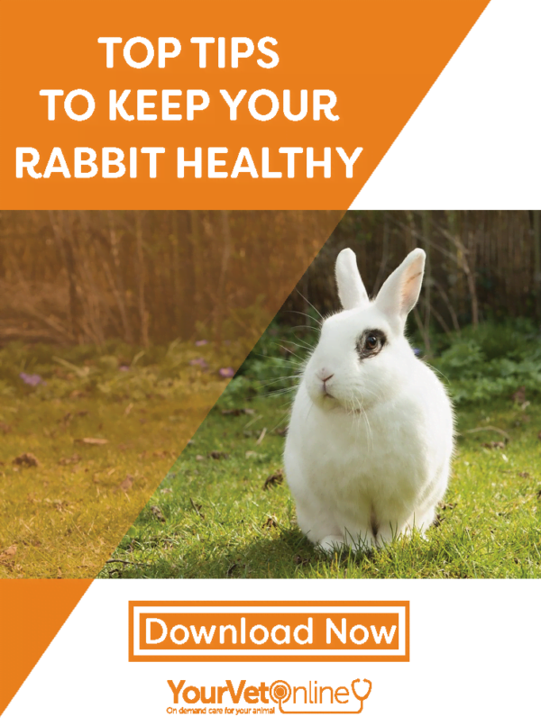 How To Keep Your Rabbit Healthy & Happy | Your Vet Online