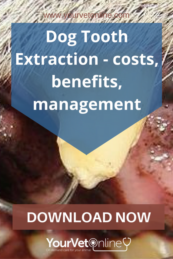 Dog Tooth Extraction Cost/Benefit/Management Your Vet Online